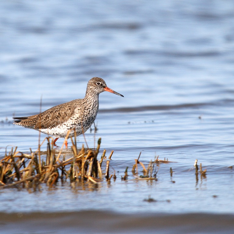 Ein Rotschenkel an der Nordsee (Foto: dpa Bildfunk, Picture Alliance)
