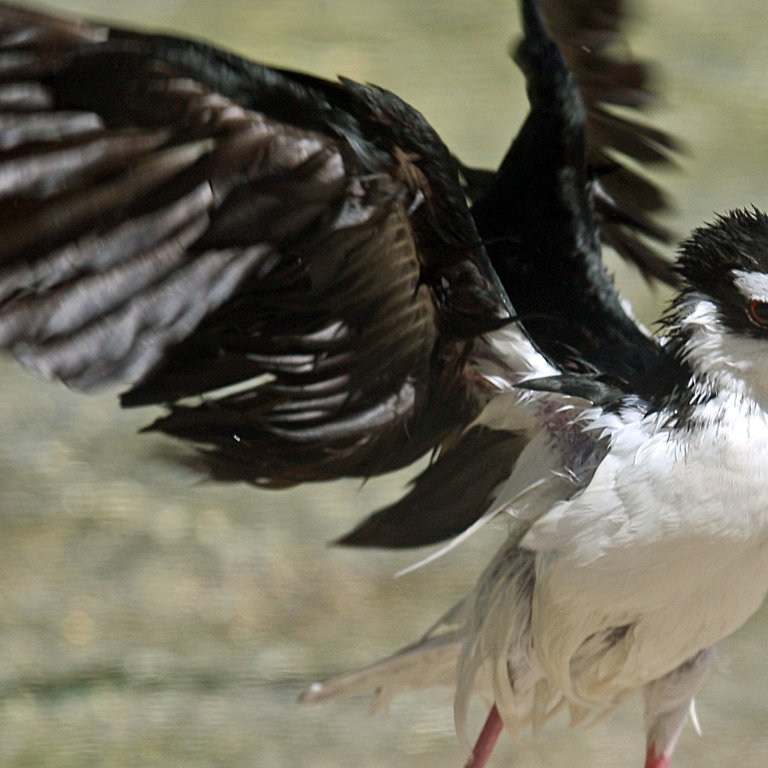 Ein Stelzenläufer schlägt mit seinen Flügeln (Foto: dpa Bildfunk, Picture Alliance)