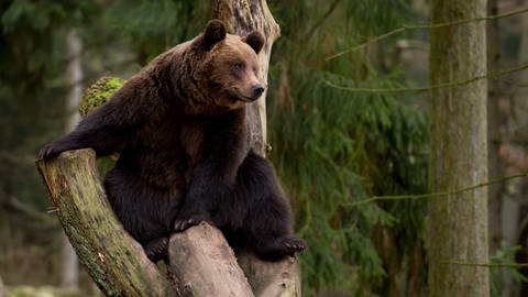 Ein Braunbär sitzt in seinem Gehege auf einem Baumstamm. (Foto: picture-alliance / Reportdienste, Sven Hoppe)
