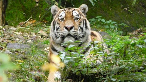Tiger guckt hinter Büschen hervor (Foto: SWR)