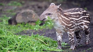 Tapir-Nachwuchs mit Futter im Mund (Foto: dpa Bildfunk, Picture Alliance)