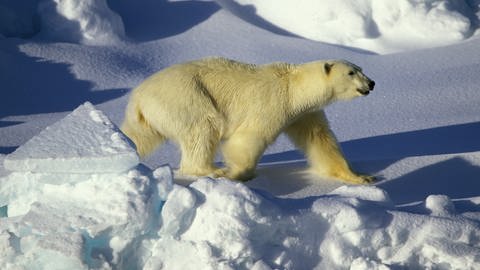 Ein Eisbär auf Spitzbergen (Foto: dpa Bildfunk, Picture Alliance)