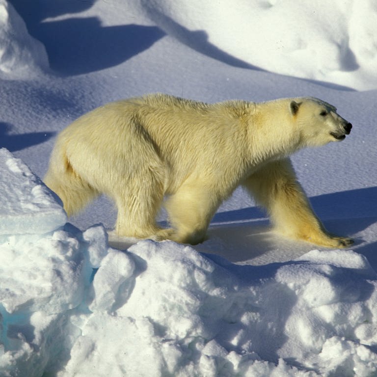 Ein Eisbär auf Spitzbergen (Foto: dpa Bildfunk, Picture Alliance)