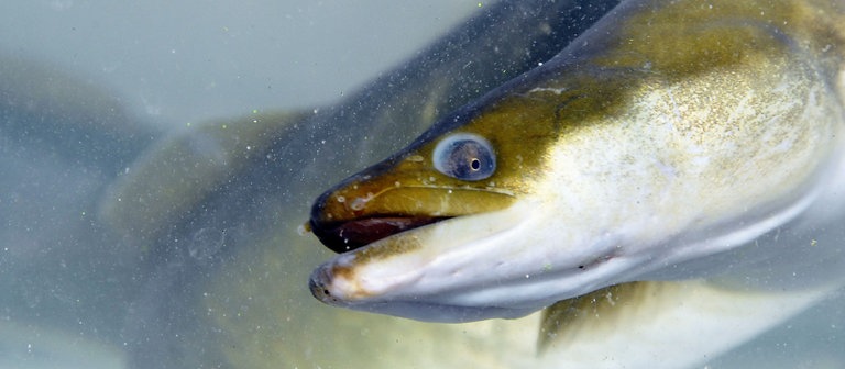 Ein Grünaal im ausgewachsenem Zustand (Foto: dpa Bildfunk, Picture Alliance)