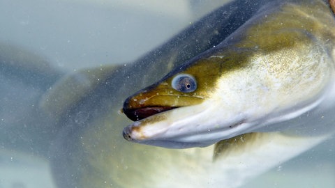 Ein Grünaal im ausgewachsenem Zustand (Foto: dpa Bildfunk, Picture Alliance)