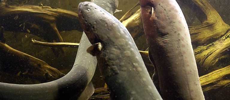 Drei Zitteraale schwimmen (Foto: dpa Bildfunk, Picture Alliance)