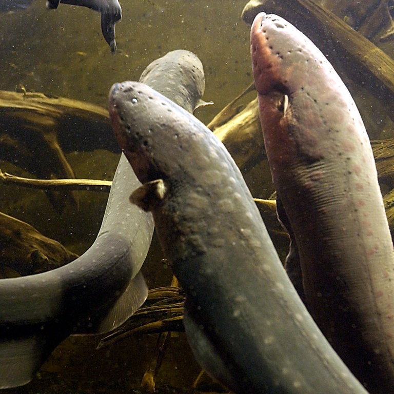 Drei Zitteraale schwimmen (Foto: dpa Bildfunk, Picture Alliance)
