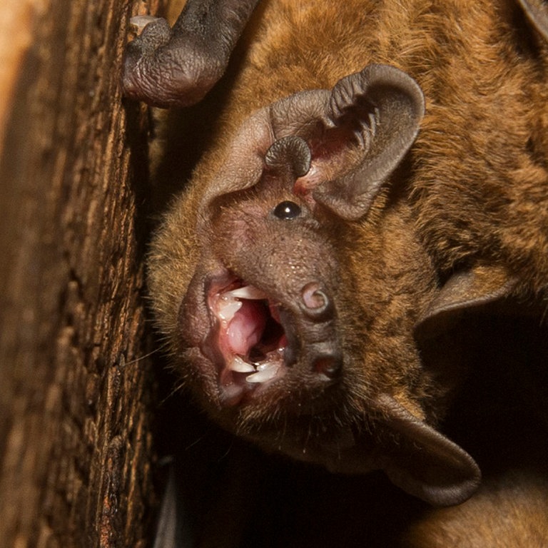 Große Abendsegler sitzen in einem Fledermaus-Kasten (Foto: dpa Bildfunk, Picture Alliance)