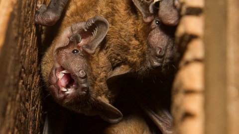 Große Abendsegler sitzen in einem Fledermaus-Kasten (Foto: dpa Bildfunk, Picture Alliance)