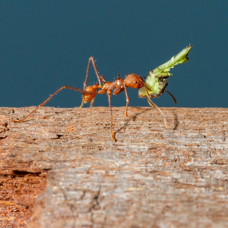 Eine Blattschneiderameise trägt ein Blattstück (Foto: Colourbox)