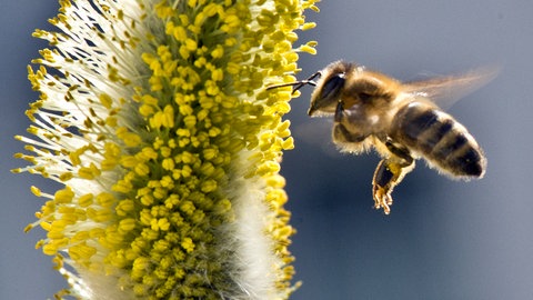 Eine Biene fliegt ein blühendes Weidenkätzchen an. (Foto: dpa Bildfunk, Picture Alliance)