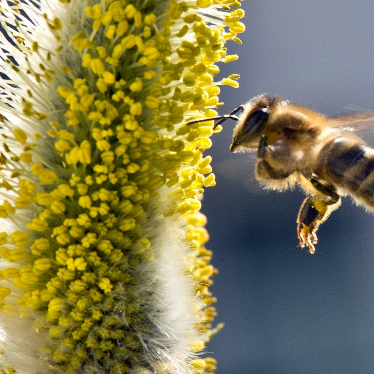 Eine Biene fliegt ein blühendes Weidenkätzchen an. (Foto: dpa Bildfunk, Picture Alliance)