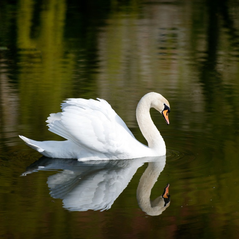 Ein Höckerschwan betrachtet sein Spiegelbild im Wasser am 01.04.2014 während er auf einem vom Temritzer Wasser gespeisten Teich neben einem alten Gutshof bei Temritz (Sachsen) schwimmt.  (Foto: dpa Bildfunk, Picture Alliance | dpa | Arno Burgi)