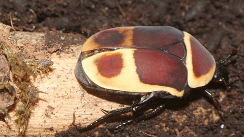 Ein Kongo-Rosenkäfer (Foto: picture-alliance / Reportdienste, picture-alliance / Hippocampus Bildarchiv | Frank Teigler)