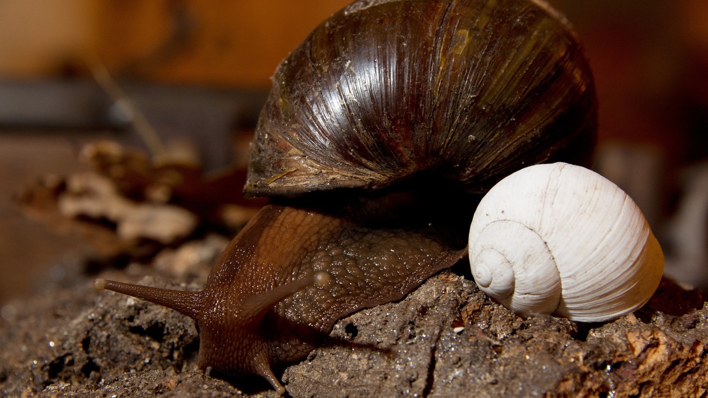 Eine Achatschnecke rutscht an dem Schneckenhaus einer Weinbergschnecke vorbei (Foto: dpa Bildfunk, Picture Alliance)