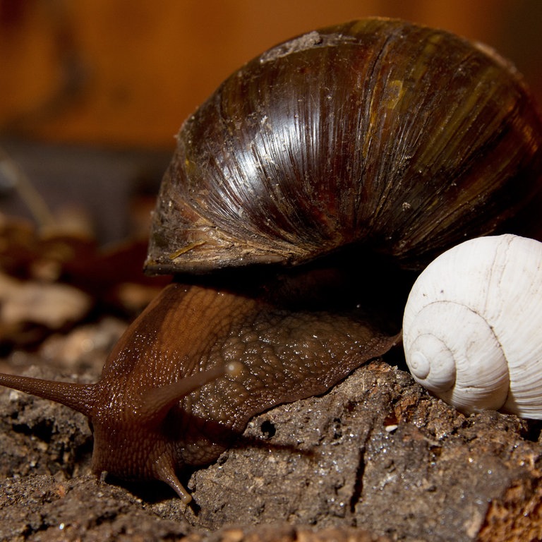 Eine Achatschnecke rutscht an dem Schneckenhaus einer Weinbergschnecke vorbei (Foto: dpa Bildfunk, Picture Alliance)