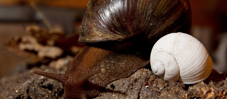 Eine Achatschnecke rutscht an dem Schneckenhaus einer Weinbergschnecke vorbei (Foto: dpa Bildfunk, Picture Alliance)