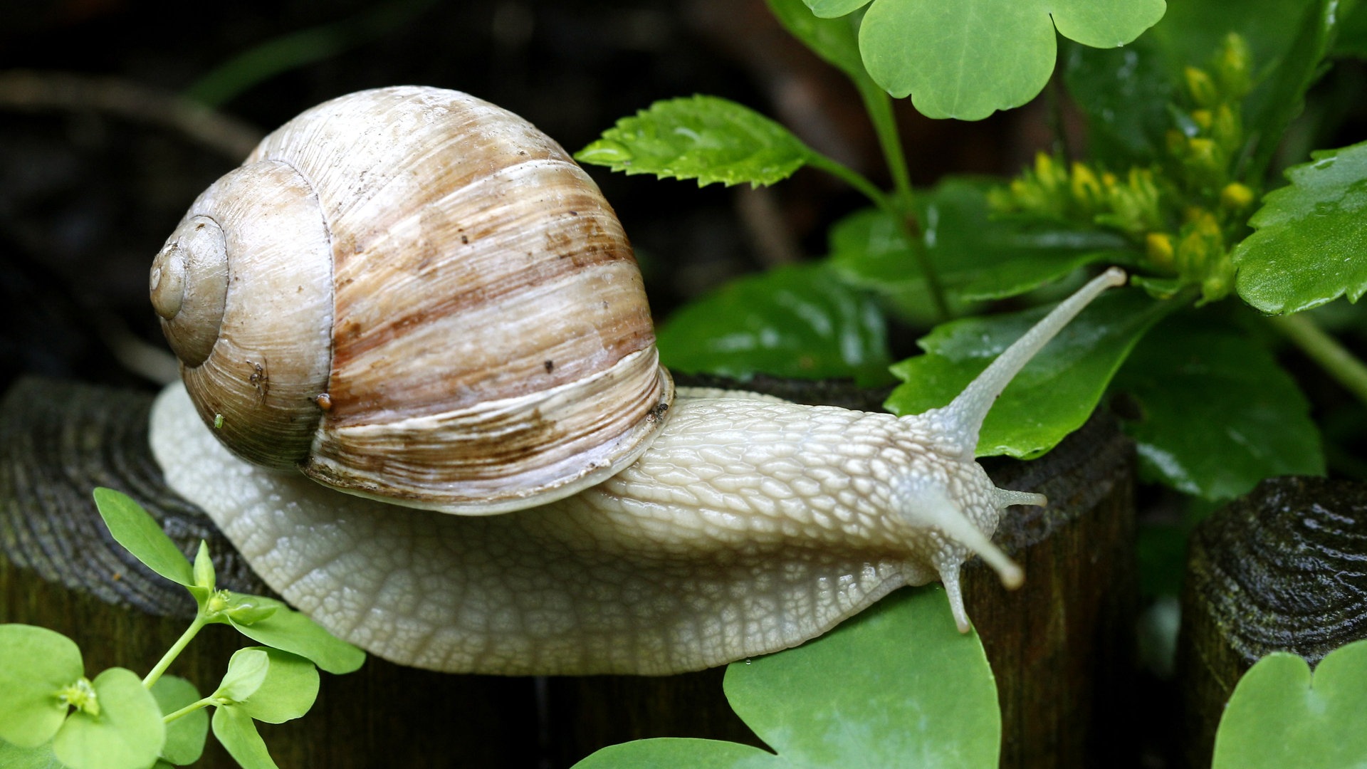 Eine Weinbergschnecke (Foto: dpa Bildfunk, Picture Alliance)