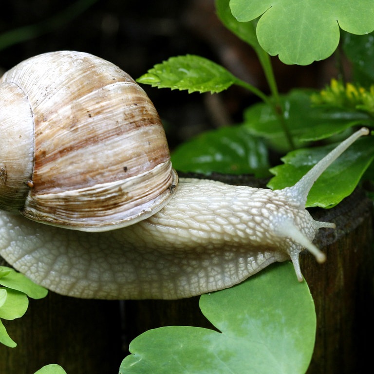 Eine Weinbergschnecke (Foto: dpa Bildfunk, Picture Alliance)