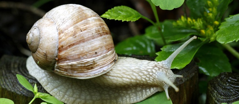 Eine Weinbergschnecke (Foto: dpa Bildfunk, Picture Alliance)