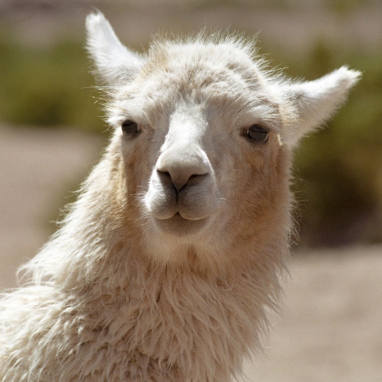 Ein Lama (Foto: picture-alliance / Reportdienste, imageBROKER)