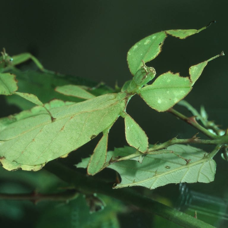 Zwei Gespenstschrecken hängen an einem Ast und sehen wie ein grünes Blatt aus. (Foto: picture-alliance / Reportdienste, blickwinkel/R. Koenig)