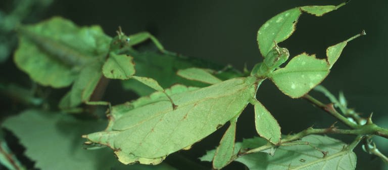 Zwei Gespenstschrecken hängen an einem Ast und sehen wie ein grünes Blatt aus. (Foto: picture-alliance / Reportdienste, blickwinkel/R. Koenig)