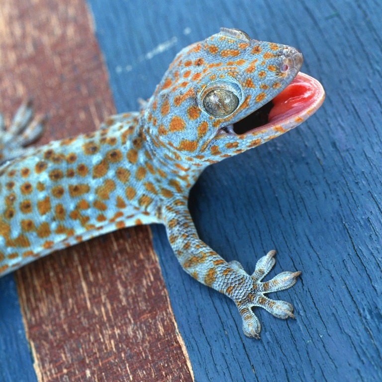 Das beeindruckende Alter der Geckos Wie lange leben Geckos? Sieu Thi Do Noi That
