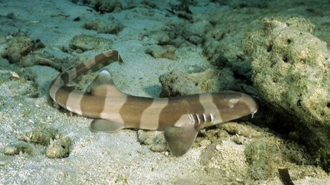 Bambushai (Foto: picture-alliance / Reportdienste, WILDLIFE)
