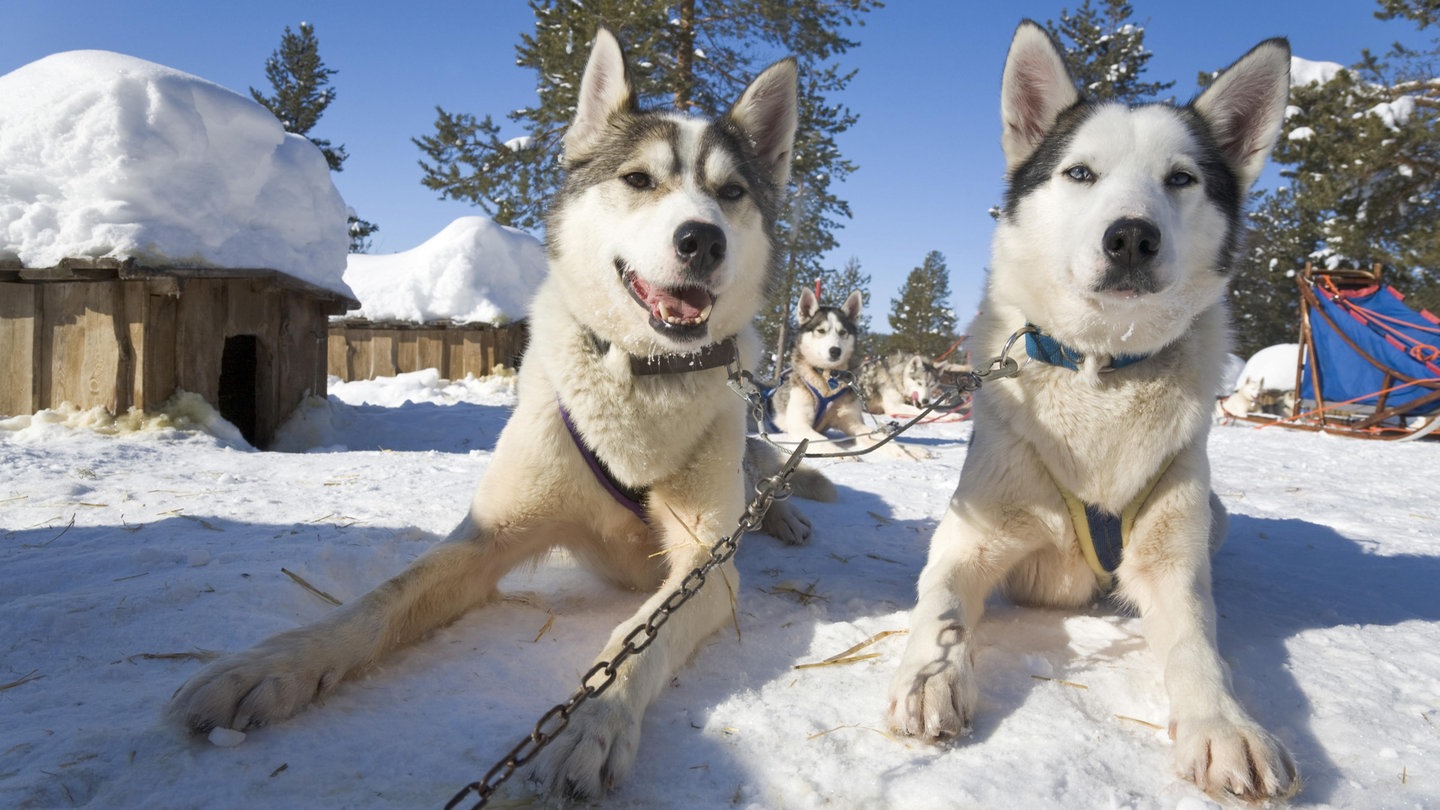 zwei Huskys erholen sich (Foto: picture-alliance / Reportdienste, imageBROKER)