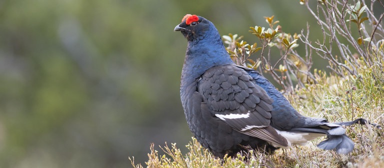 ein Birkhahn (Foto: picture-alliance / Reportdienste, imageBROKER)