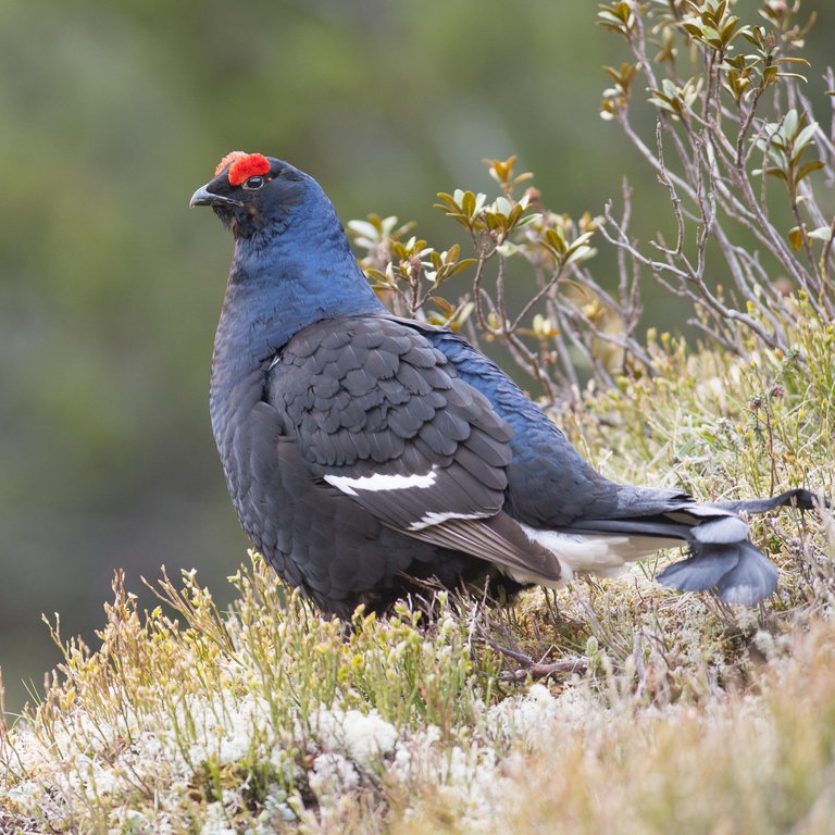 ein Birkhahn (Foto: picture-alliance / Reportdienste, imageBROKER)