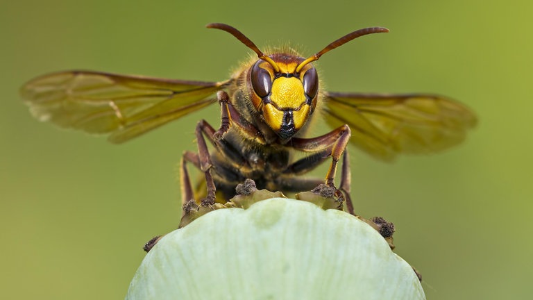 Eine Hornisse  (Foto: picture-alliance / Reportdienste,  imageBROKER)