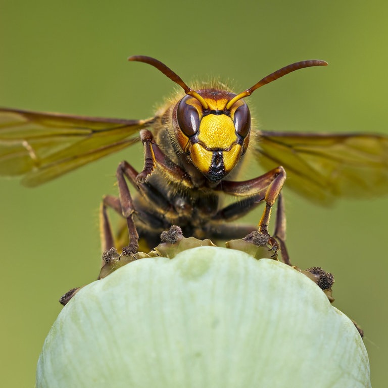 Eine Hornisse  (Foto: picture-alliance / Reportdienste,  imageBROKER)