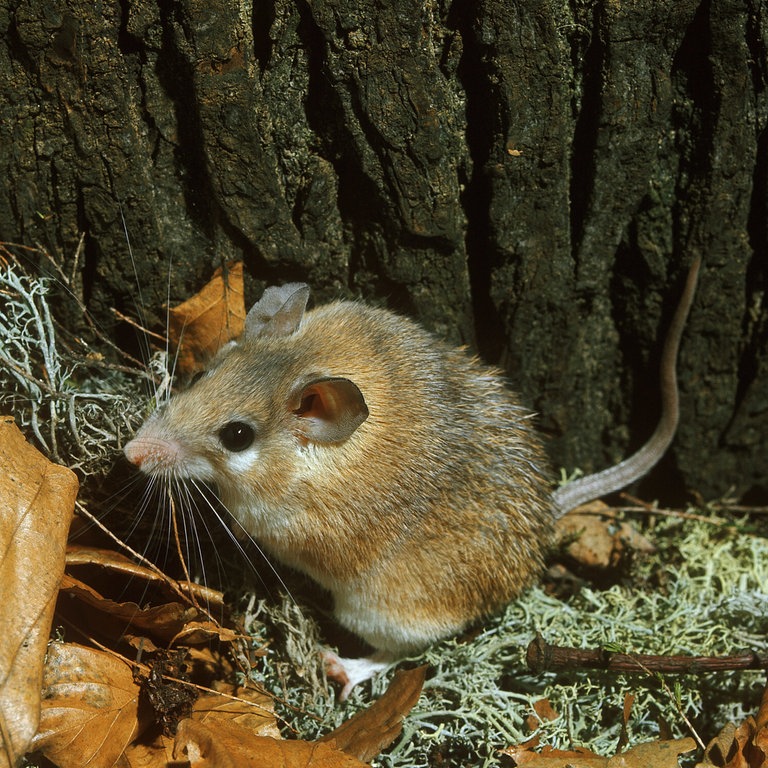 Sinai-Stachelmaus (Foto: picture-alliance / Reportdienste, WILDLIFE)