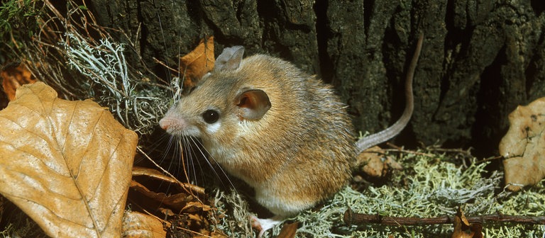 Sinai-Stachelmaus (Foto: picture-alliance / Reportdienste, WILDLIFE)