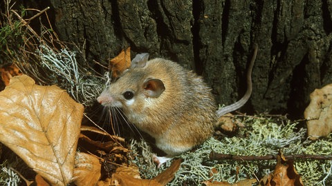 Sinai-Stachelmaus (Foto: picture-alliance / Reportdienste, WILDLIFE)