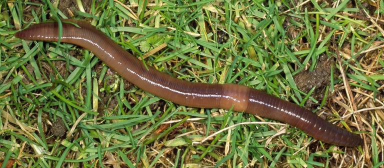 Ein Regenwurm (Foto: picture-alliance / Reportdienste, Mary Evans Picture Library)