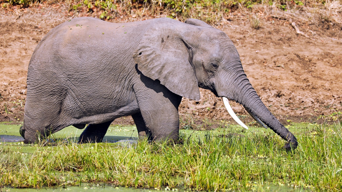 Ein Elefant steht in einem Wasserloch (Foto: picture-alliance / Reportdienste, Zoonar)