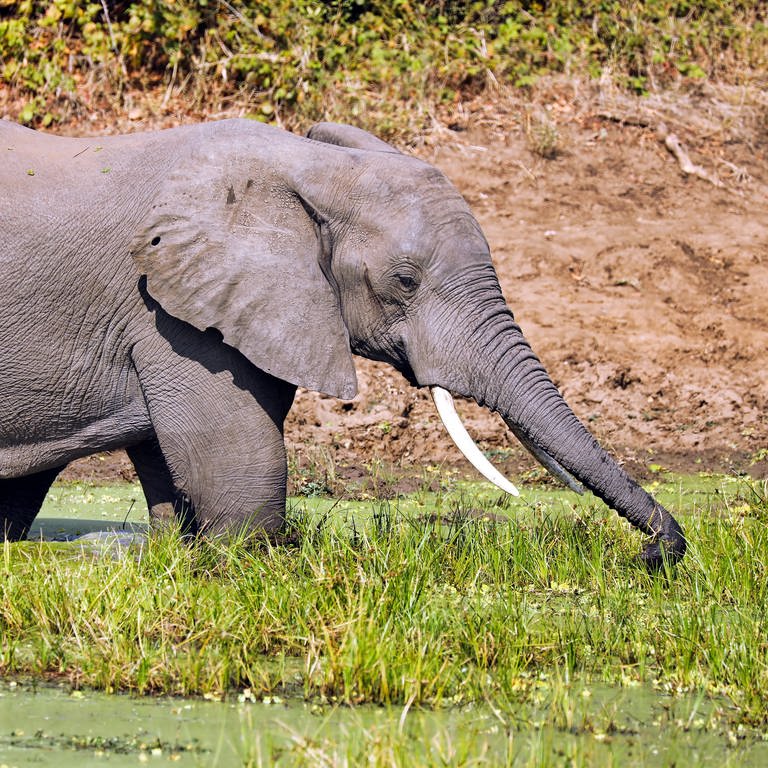 Ein Elefant steht in einem Wasserloch  (Foto: picture-alliance / Reportdienste, Zoonar)