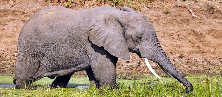 Ein Elefant steht in einem Wasserloch  (Foto: picture-alliance / Reportdienste, Zoonar)
