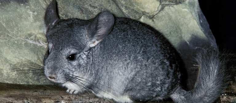 Chinchilla (Foto: picture-alliance / Reportdienste, Anka Angency International)
