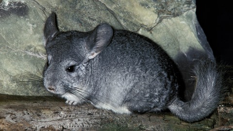 Chinchilla (Foto: picture-alliance / Reportdienste, Anka Angency International)