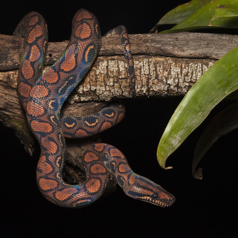 Regebogenboa (Foto: picture-alliance / Reportdienste, WILDLIFE)