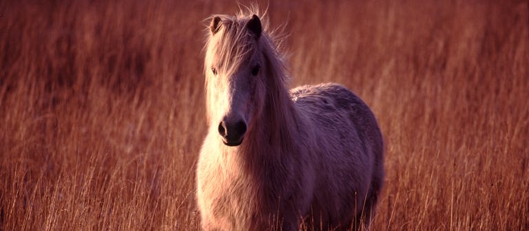 Ein Islandpferd im hohen Gras (Foto: Colourbox)