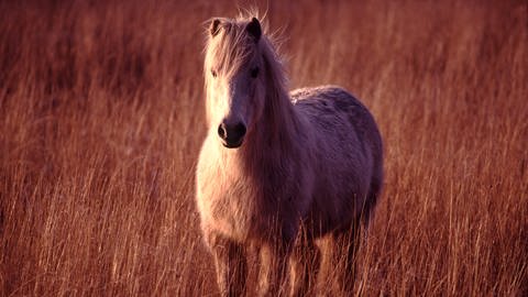 Ein Islandpferd im hohen Gras (Foto: Colourbox)