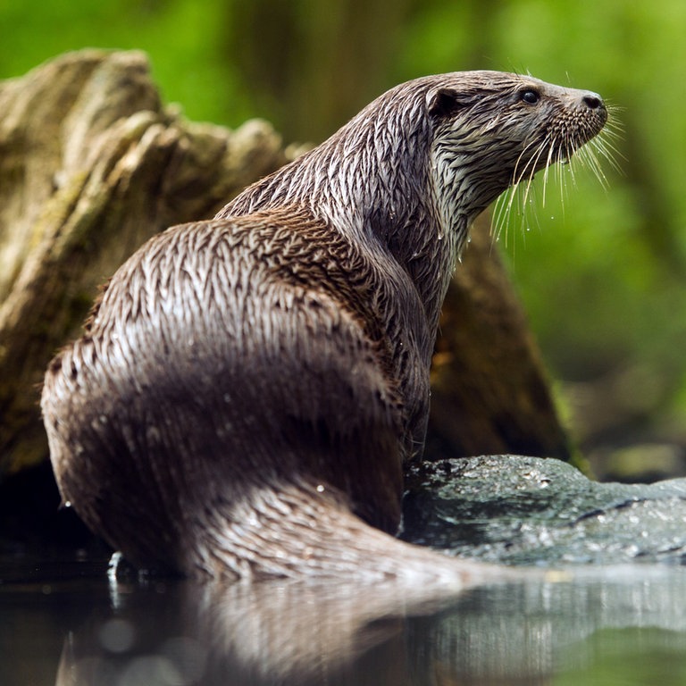 Ein Fischotter (Foto: dpa Bildfunk, Picture Alliance)