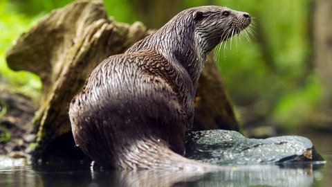 Foto: dpa Bildfunk, Picture Alliance Ein Fischotter (Foto: dpa Bildfunk, Picture Alliance)