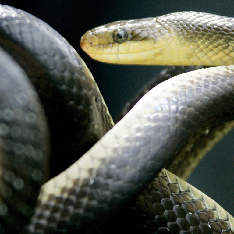 Eine Äskulapnatter windet sich (Foto: dpa Bildfunk, Picture Alliance)