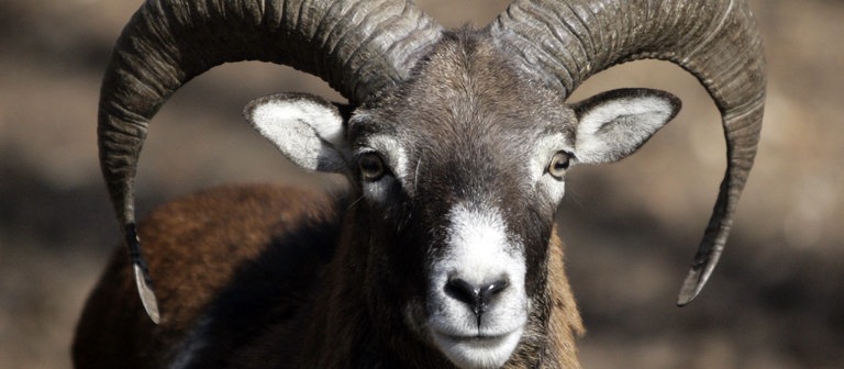 Ein männliches Mufflon (Foto: dpa Bildfunk, Picture Alliance)